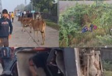 Kota News: कोटा में दर्दनाक हादसा! बोलेरो से टकराई स्कूल वैन, दो मासूमों की मौत, कई घायल