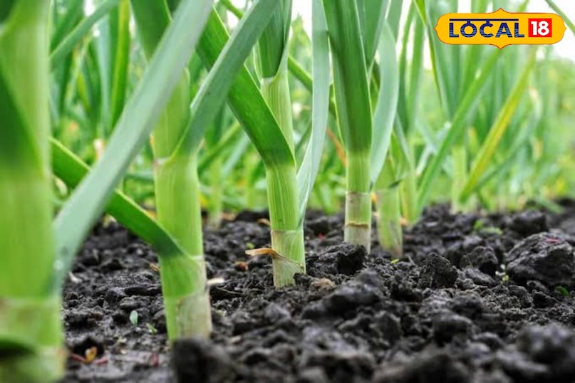 लहसुन को कहते है सफेद सोना लहसुन को कहते है सफेद सोना