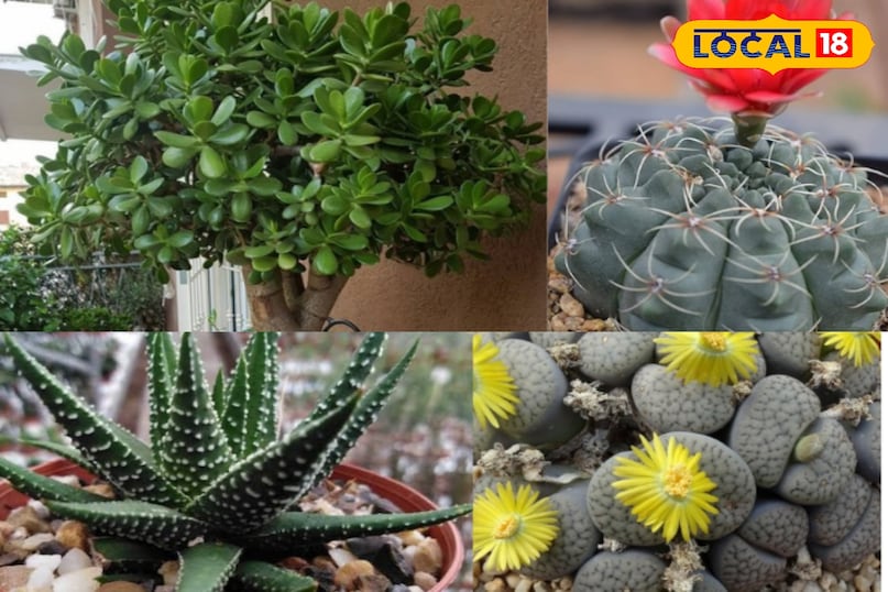 रसीले पौधे सुंदर और मज़बूत होने के साथ-साथ बहुत लंबे समय तक जीवित भी रह सकते हैं। अगर इनकी ज़रा सी भी देखभाल कर दी जाए, तो ये पौधे दशकों तक हरा-भरा रह सकते हैं। यहाँ ऐसे ही 6 रसीले पौधों के बारे में बताया गया है जो 50 साल या उससे भी ज़्यादा उम्र तक जीवित रह सकते हैं।