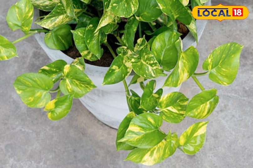 मनी प्लांट मनी प्लांट