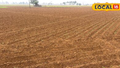 Mustard Sowing in 84,995 Hectare in Alwar District | Farmers Tips for Pest Control