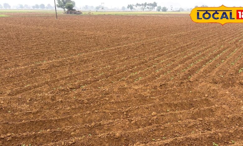 Mustard Sowing in 84,995 Hectare in Alwar District | Farmers Tips for Pest Control