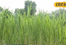 Napier Grass Dairy Farming Benefits in Jalore