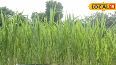 Napier Grass Dairy Farming Benefits in Jalore