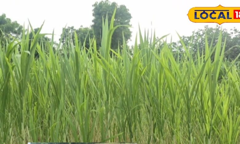Napier Grass Dairy Farming Benefits in Jalore