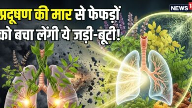 Pollution Herbs: प्रदूषण की काट हैं ये 3 जड़ी-बूटी! सेवन से फेफड़ों पर जमी गंदगी होगी दूर, बेधड़क चलेंगी सांसें