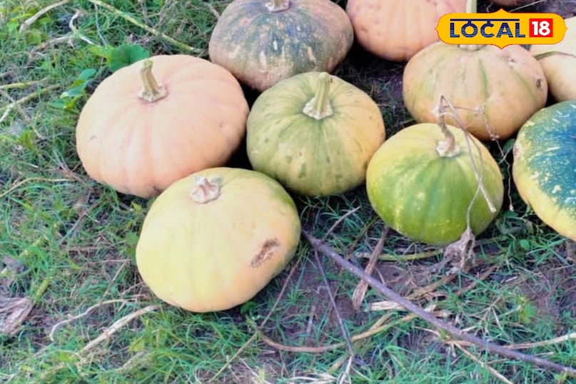 कद्दू के बीज