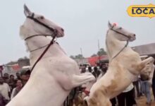 Pushkar Fair 2025 | horse dance Pushkar | Rajasthan culture | Pushkar Mela highlights | traditional horse performance | viral horse video | Rajasthan tourism | cultural festival India | royal Rajasthan