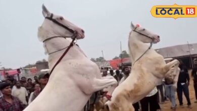 Pushkar Fair 2025 | horse dance Pushkar | Rajasthan culture | Pushkar Mela highlights | traditional horse performance | viral horse video | Rajasthan tourism | cultural festival India | royal Rajasthan