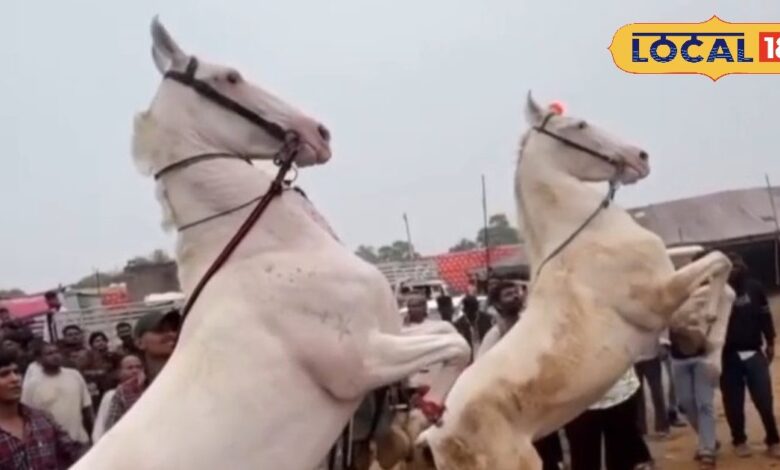 Pushkar Fair 2025 | horse dance Pushkar | Rajasthan culture | Pushkar Mela highlights | traditional horse performance | viral horse video | Rajasthan tourism | cultural festival India | royal Rajasthan