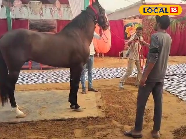 अब बिना टैक्स नहीं बिकेगा घोड़ा! सरकार ने लागू किया नया नियम, बदला सिस्टम