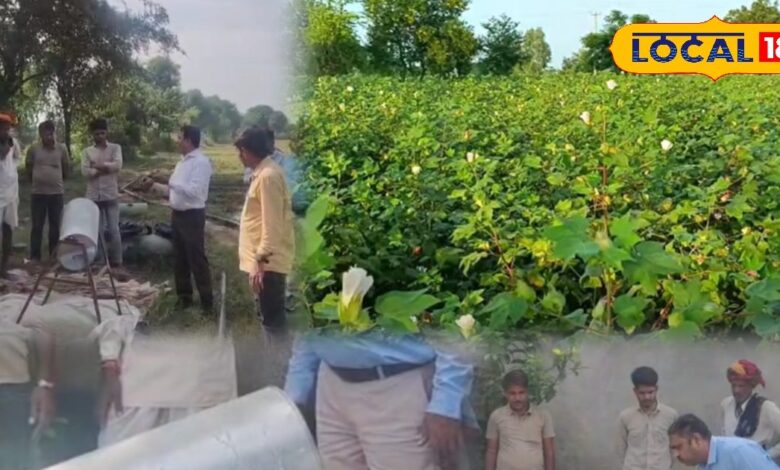 Rabi Season | Wheat Cultivation | Fertilizer Management | Farming Techniques | Agriculture Tips