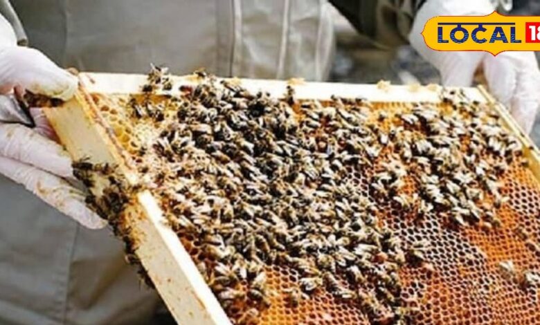 Rajasthan 5th in Honey Production in India