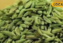 Regular consumption of fennel is considered beneficial in many diseases like constipation, diabetes and skin related diseases. Barabanki Ayurvedic Medicine - Himachal Pradesh News