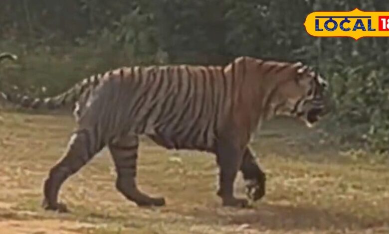 Sariska Tiger Reserve | Tiger Yuvaraj Sariska | Alwar Safari Tour | Rajasthan Wildlife Tourism | Tiger Sighting in India | Sariska Jungle Safari