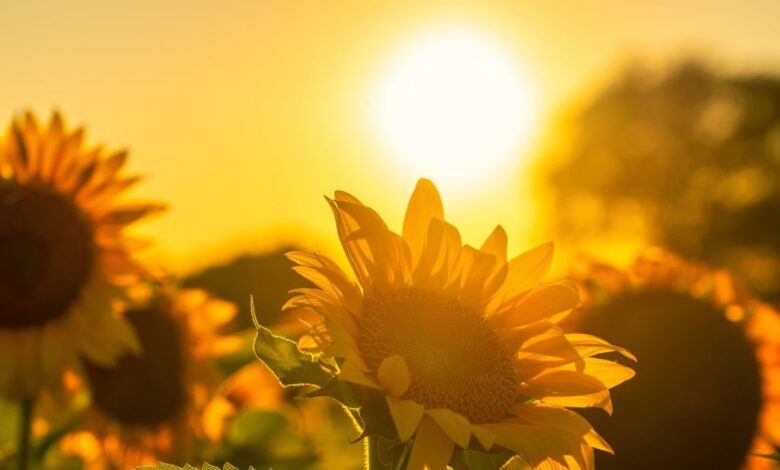 Sunrise Secrets on Earth| This Country Sees Dawn First| Sunrise and Earth Rotation: धरती पर कहां सबसे पहले उगता है सूरज, जापान नहीं है सही जवाब, 99 फीसदी लोग नहीं जानते होंगे इस देश का नाम