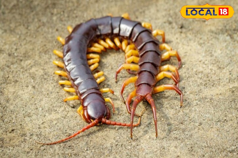 कनखजूरे 