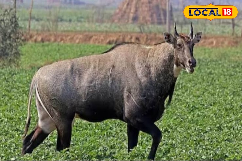 नीलगाय नीलगाय