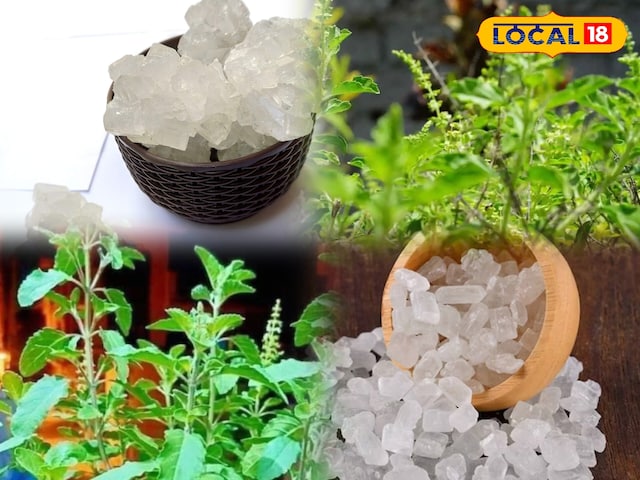 पेशाब की जलन में रामबाण... तुलसी–मिश्री का देसी नुस्खा दे रहा फटाफट राहत