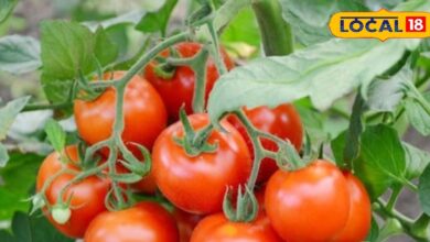 Tomato Greenhouse Farming Profit Tips