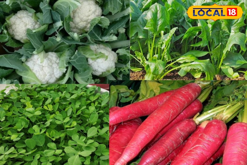 शरद ऋतु का मौसम, अपनी हल्की धूप और सुहावने मौसम के साथ किसानों के लिए विशेष रूप से फायदेमंद होता है। यह समशीतोष्ण जलवायु उन फसलों के लिए आदर्श होती है जो चरम गर्मी या सर्दी में नहीं उग सकतीं। छोटे किसानों के लिए यह अवसर है ऐसी मूल्यवान सब्जियां उगाने का जिनकी बाजार में अच्छी मांग और कीमत होती है। इससे न केवल जमीन का बेहतर उपयोग होता है बल्कि आय का एक अतिरिक्त स्रोत भी बनता है।