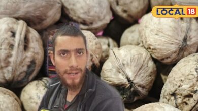 अंबिकापुर में कश्मीरी अखरोट की धूम! ठंड में स्वाद और सेहत दोनों का खजाना, बच्चों का नेचुरल मेमोरी बूस्टर - Chhattisgarh News