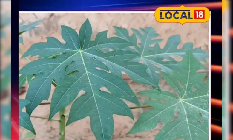 अब मिनटों में गायब! दवाइयां भी नहीं कर पाती इतना असर, पपीते के पत्तों का दूध ऐसे मिटाता है छाले