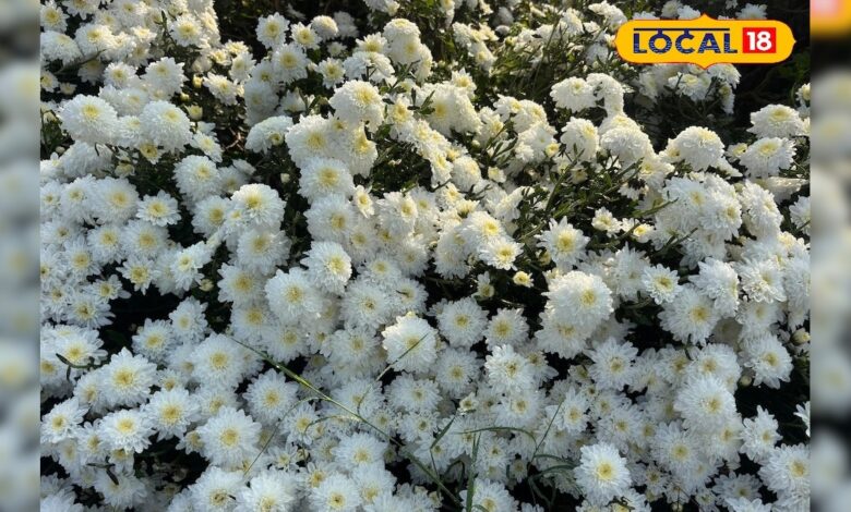 अलवर के किसान गुलदाउदी उगाकर कमा रहे लाखों में मुनाफा, दिल्ली तक है डिमांड, इस तकनीक से बढ़ी कमाई