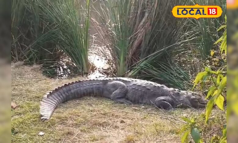 अलवर बना टूरिस्ट पॉइंट...अब मगरमच्छों के दीदार के लिए उमड़ रही पर्यटकों की भीड़, कैमरे में कैद हुआ ये नजारा