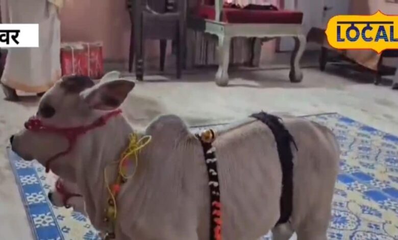 अलवर मंदिर में पुंगनूर गाय पहुँची