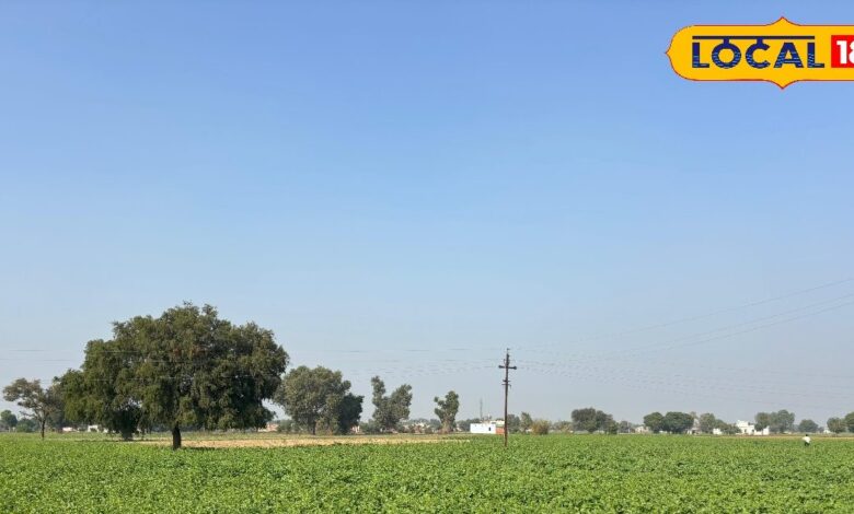 अलवर में रबी फसलों की बुवाई तेज, सरसों और सब्जियों से किसानों को लाभ.