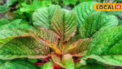 आंखों की रोशनी और इम्यूनिटी बढ़ाने वाला यह साग, क्या आप इसे रोज़ खा रहे हैं? जानिए इसके फायदे