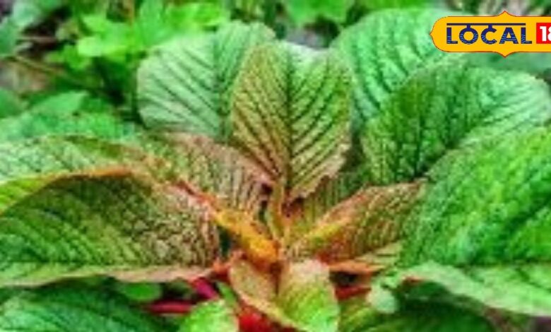 आंखों की रोशनी और इम्यूनिटी बढ़ाने वाला यह साग, क्या आप इसे रोज़ खा रहे हैं? जानिए इसके फायदे