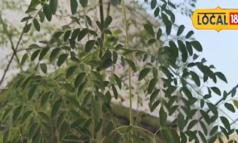 आयुर्वेद का 'चमत्कारी पेड़' मुनगा, पोषण का पावर हाउस हैं पत्तियां, जानें कब और कैसे करें सेवन