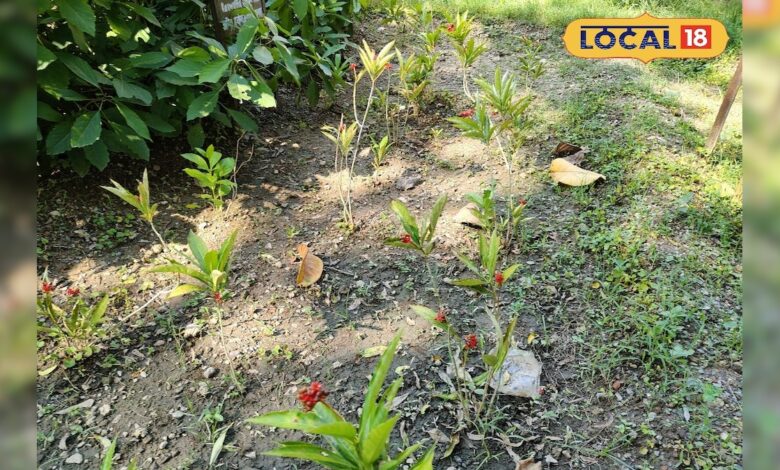 आयुर्वेद का चमत्कारी पौधा, कई गंभीर रोगों में फायदेमंद, गायब कर देगा हाइपरटेंशन और अनिद्रा; जानें कैसे करें इस्तेमाल