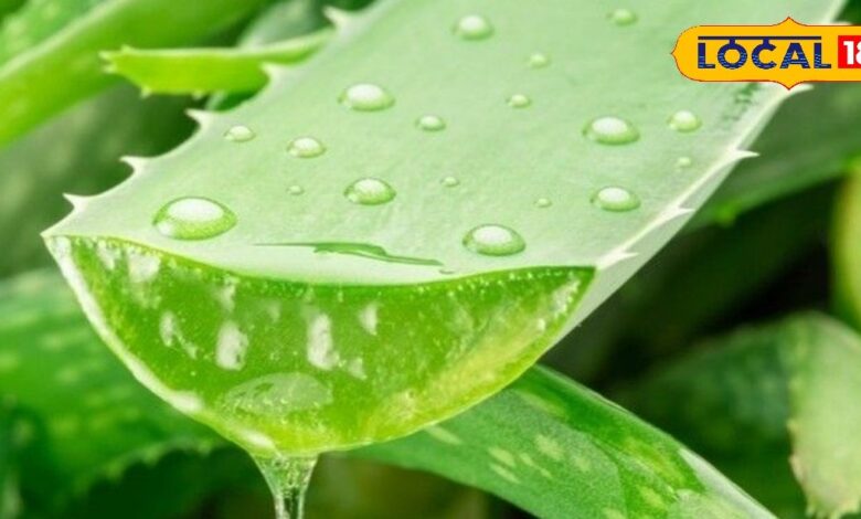 इन 5 में कोई एक चीज लगाकर सो जाएं, सर्दियों में करीब नहीं आएगा रूखापन, जानें तरीका - Uttar Pradesh News