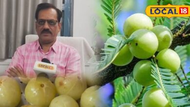 इम्युनिटी का पावरहाउस है 'आंवला', सर्दी, दमा, अस्थमा व जोड़ों के दर्द का भी काल, आयुर्वेद विशेषज्ञ ने बताए तरीका - Chhattisgarh News