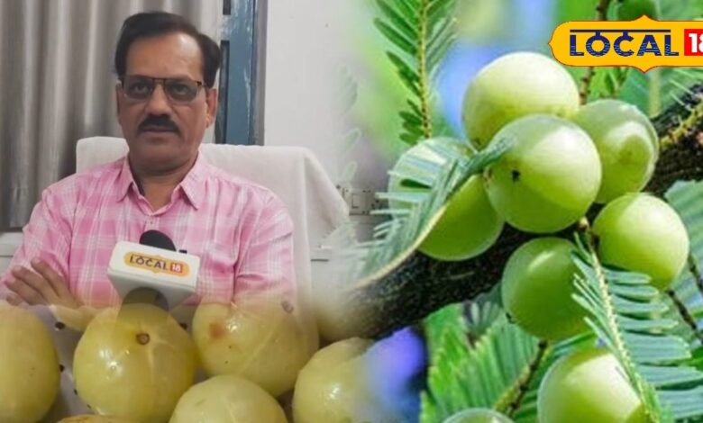 इम्युनिटी का पावरहाउस है 'आंवला', सर्दी, दमा, अस्थमा व जोड़ों के दर्द का भी काल, आयुर्वेद विशेषज्ञ ने बताए तरीका - Chhattisgarh News
