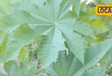 इस पेड़ के तेल के आगे देसी घी भी फेल! खाने से लेकर कई कामों में इस्तेमाल, जानें कीमत