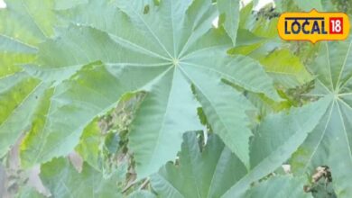 इस पेड़ के तेल के आगे देसी घी भी फेल! खाने से लेकर कई कामों में इस्तेमाल, जानें कीमत