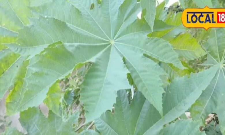 इस पेड़ के तेल के आगे देसी घी भी फेल! खाने से लेकर कई कामों में इस्तेमाल, जानें कीमत