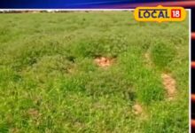 इस फसल ने पलट दी किसानों की किस्मत, जानिए कैसे बढ़ा मुनाफा तीन गुना!