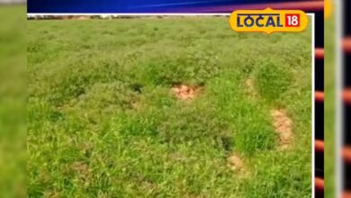 इस फसल ने पलट दी किसानों की किस्मत, जानिए कैसे बढ़ा मुनाफा तीन गुना!