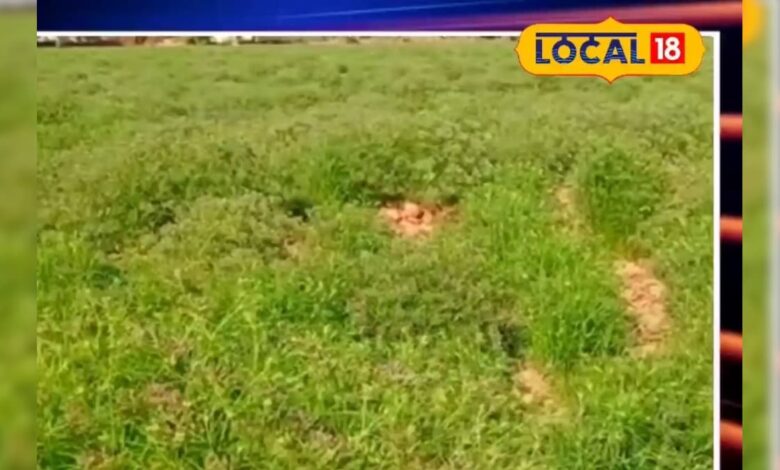 इस फसल ने पलट दी किसानों की किस्मत, जानिए कैसे बढ़ा मुनाफा तीन गुना!