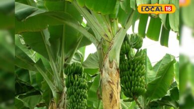 उदयपुर के ओड़ा गांव में हुआ कमाल! हाईटेक केले की खेती ने बदल दी किसानों की सोच – News18 हिंदी