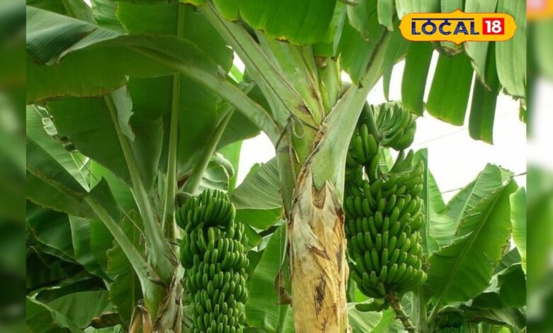 उदयपुर के ओड़ा गांव में हुआ कमाल! हाईटेक केले की खेती ने बदल दी किसानों की सोच – News18 हिंदी