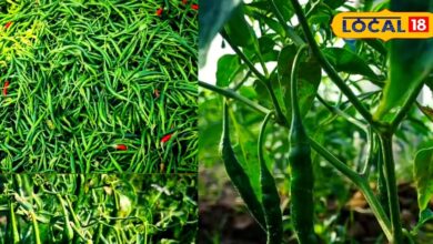 उन्नत तकनीक का कमाल! भरतपुर में मिर्च बनी किसानों की नई कमाई का जरिया, इस वजह से है बंपर डिमांड