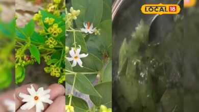 एक नहीं अनेक बीमारियों का दुश्मन है यह पौधा, गठिया-साइटिका के दर्द को कर देता छूमंतर; त्वचा के लिए भी लाभकारी – News18 हिंदी