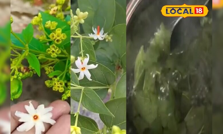 एक नहीं अनेक बीमारियों का दुश्मन है यह पौधा, गठिया-साइटिका के दर्द को कर देता छूमंतर; त्वचा के लिए भी लाभकारी – News18 हिंदी