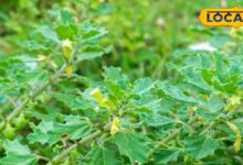 एक पत्ता, हजार राहत… प्रकृति का वरदान है गोखरू के पत्ते, इसके इस्तेमाल से दाद को कहें अलविदा!